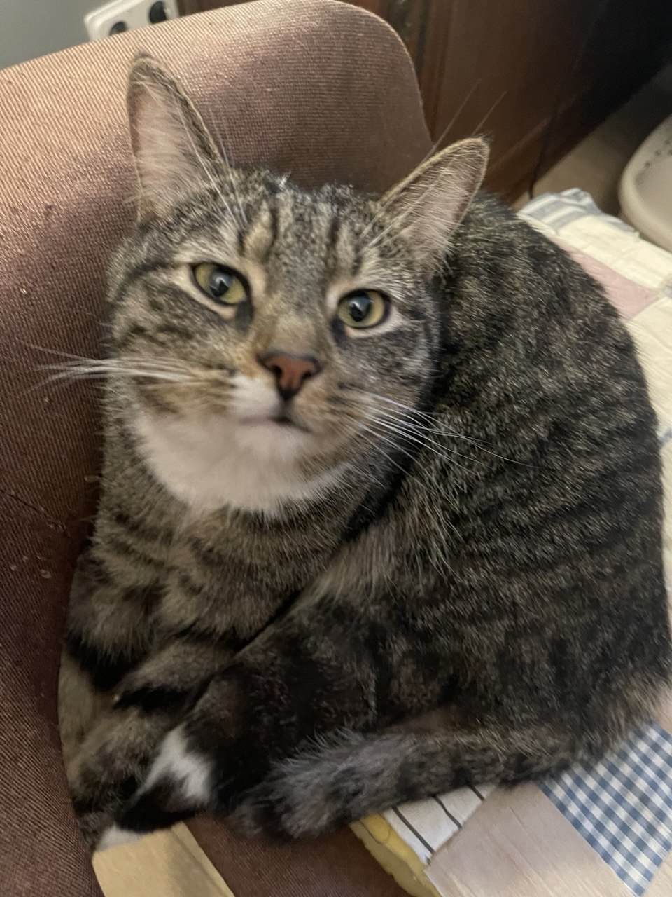 Dragomir the tabby cat